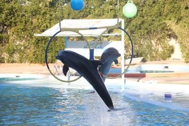 Espectáculo de delfines en Sharm El Sheikh